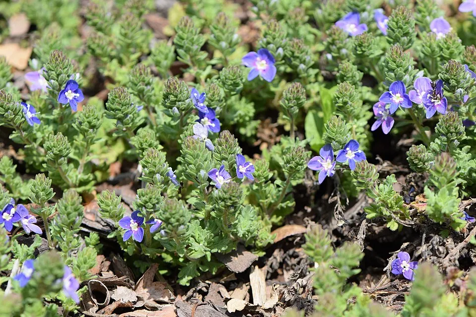 Veronika / Veronica 'Tidal Pool'