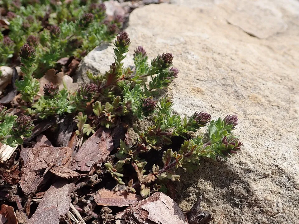 Veronika / Veronica 'Tidal Pool'