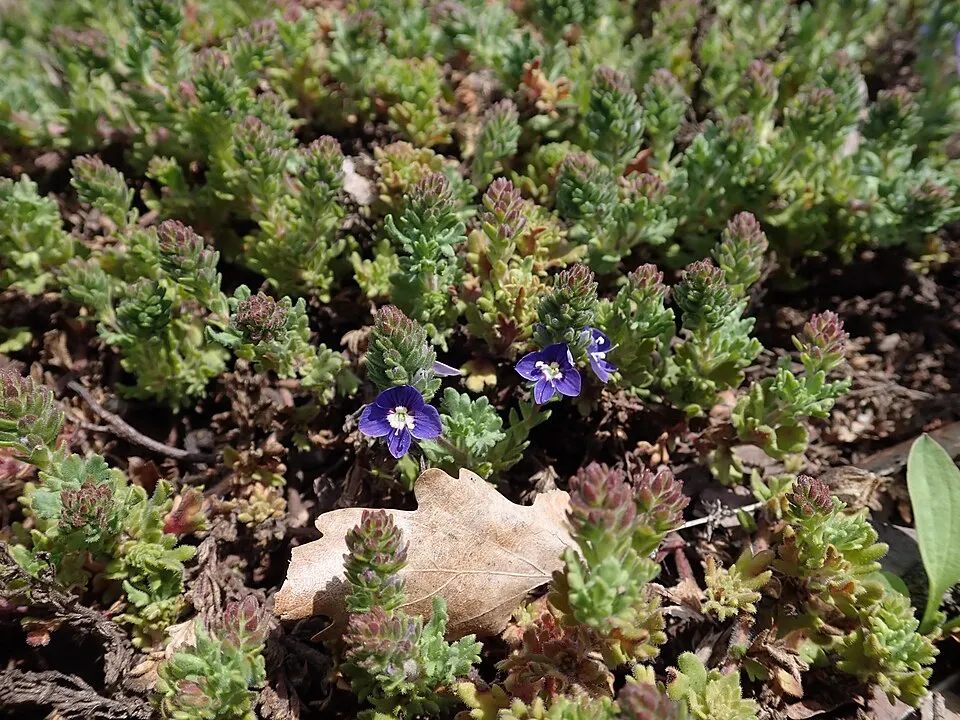 Veronika / Veronica 'Tidal Pool'