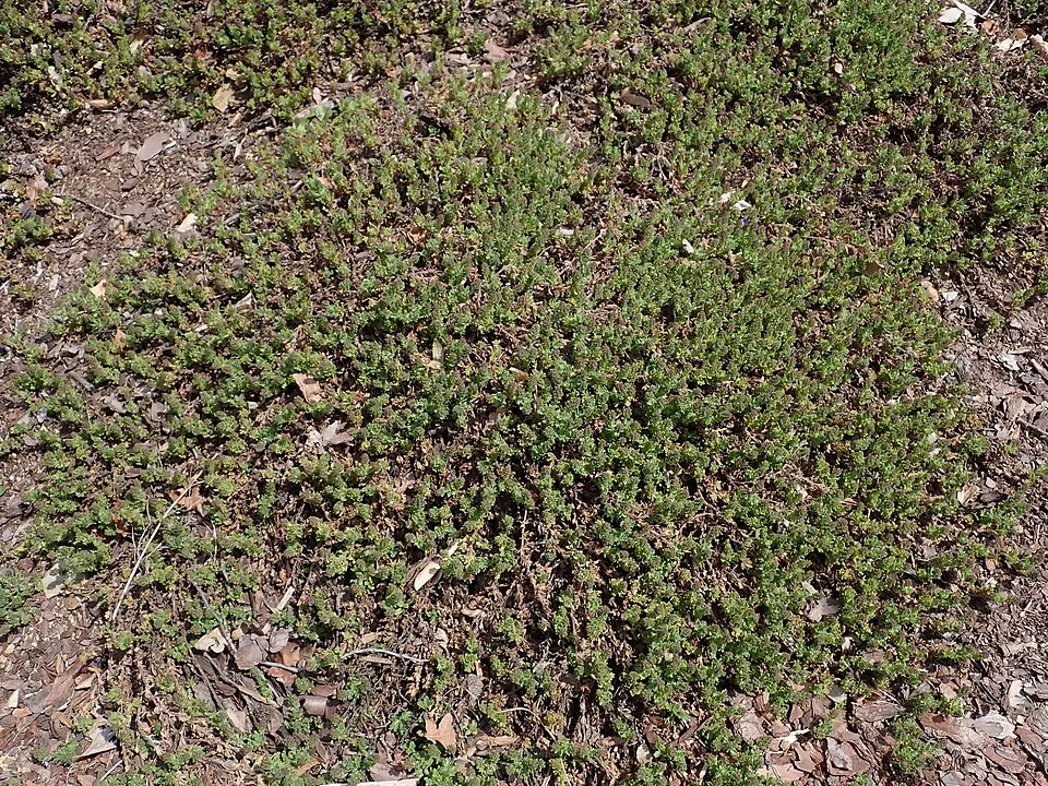 Veronika / Veronica 'Tidal Pool'