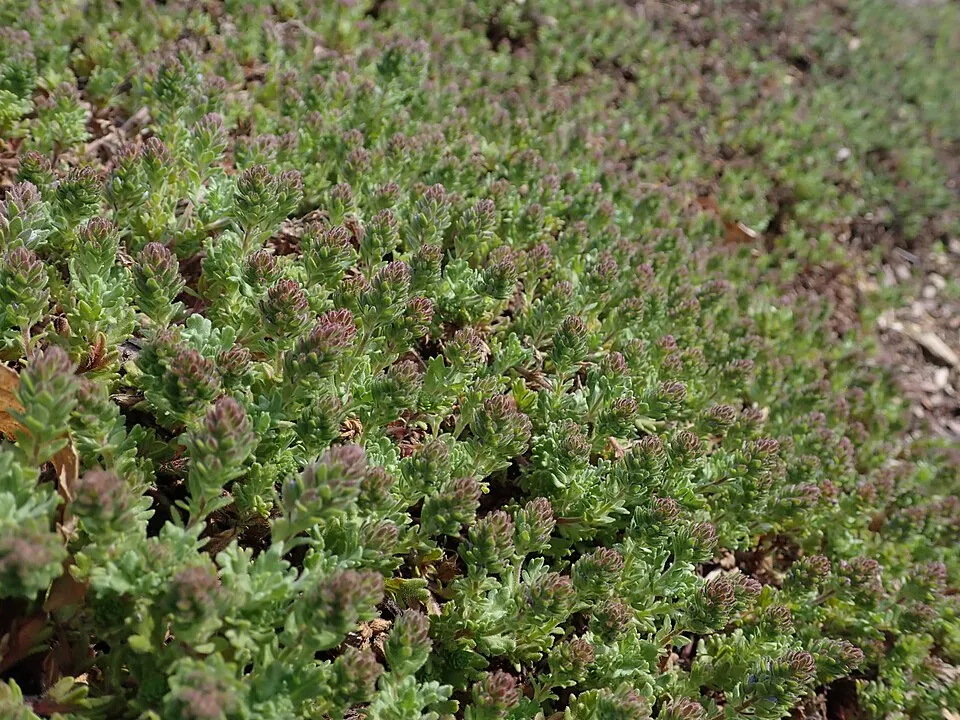 Veronika / Veronica 'Tidal Pool'