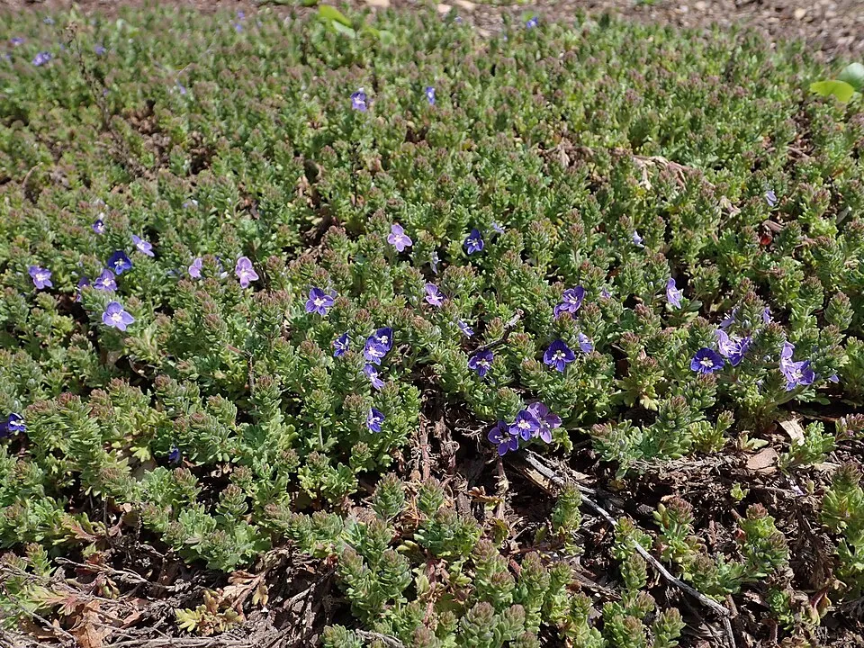 Veronika / Veronica 'Tidal Pool'