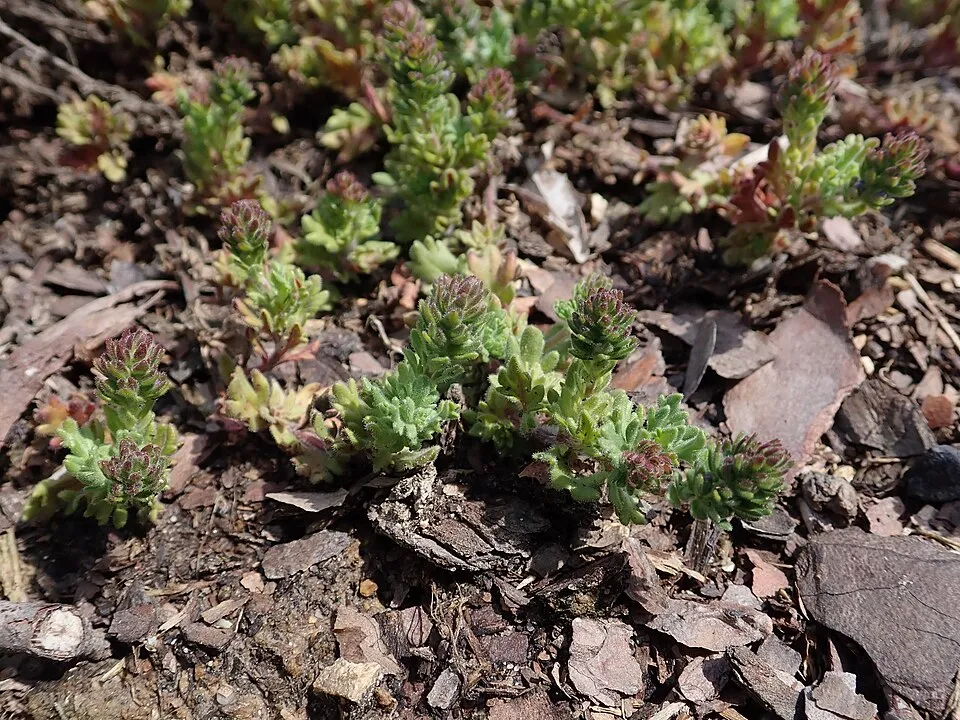 Veronika / Veronica 'Tidal Pool'