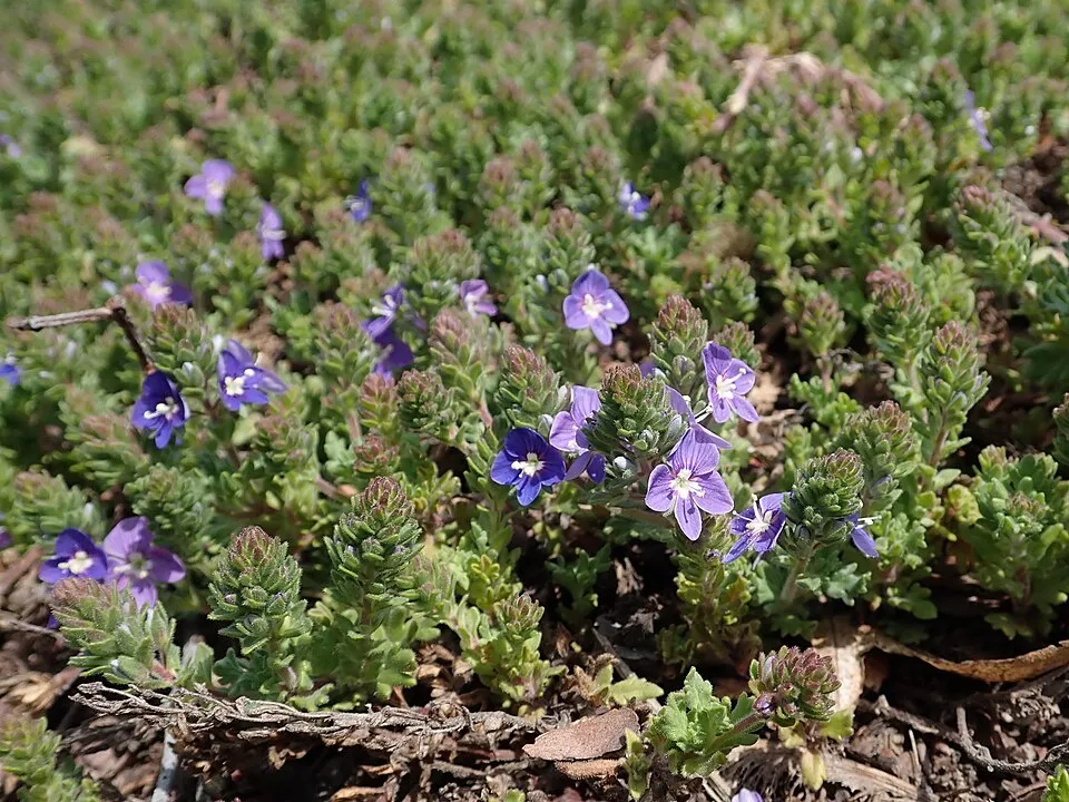 Veronika / Veronica 'Tidal Pool'