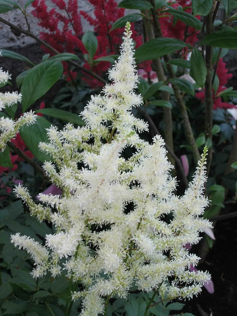Tollbuga / Astilbe Younique 'Ruby Red'