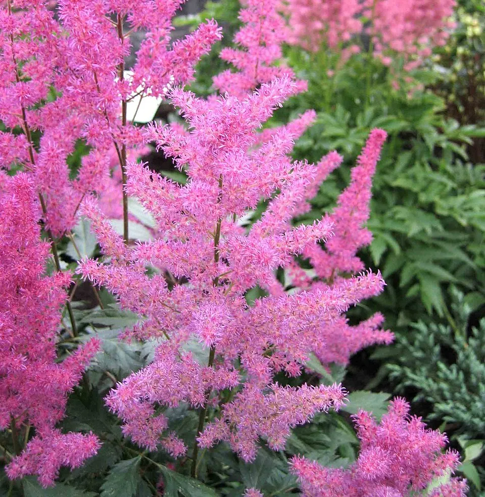 Tollbuga / Astilbe Younique 'Ruby Red'