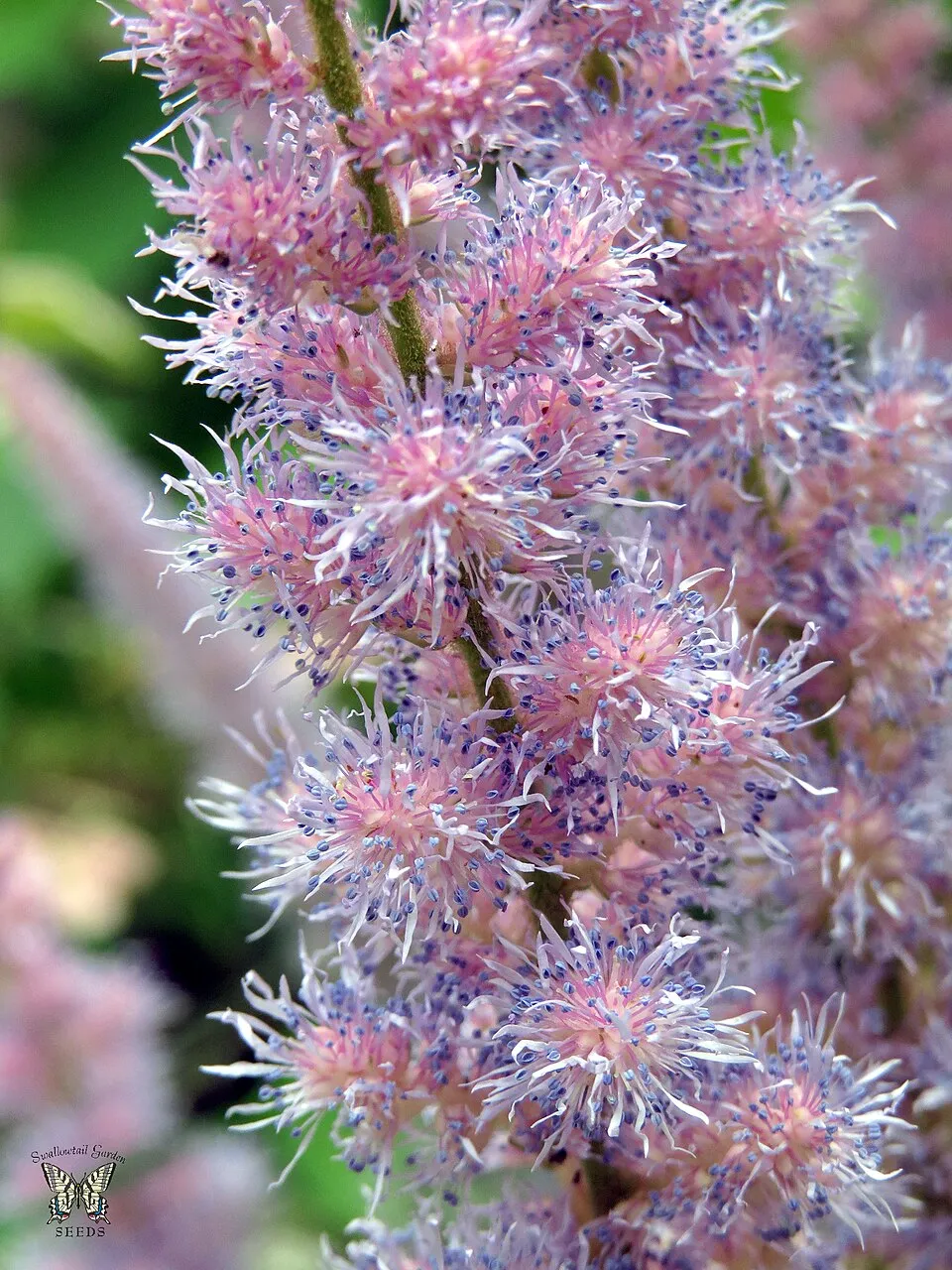 Tollbuga / Astilbe Younique 'Ruby Red'