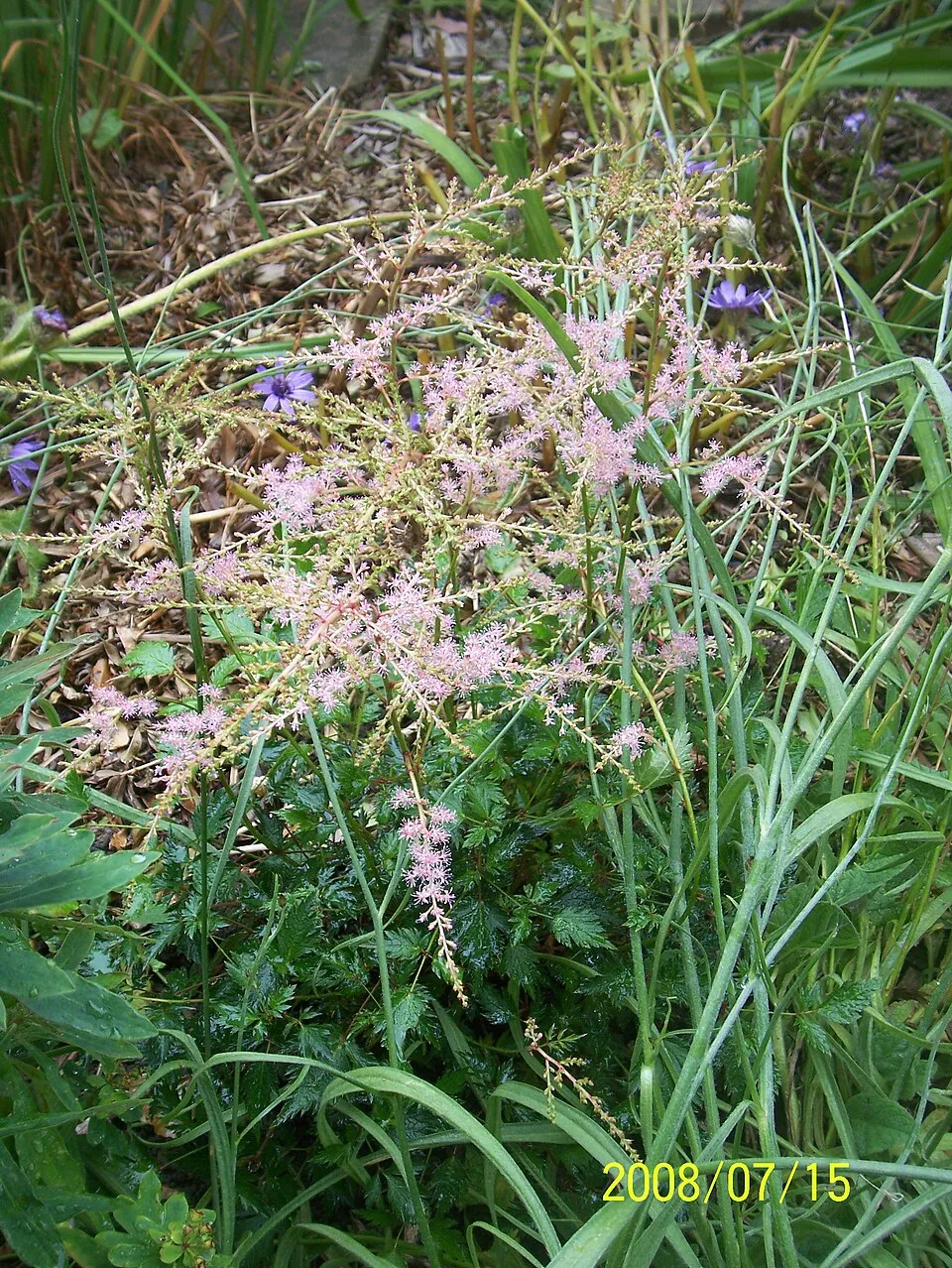 Tollbuga / Astilbe Younique 'Ruby Red'