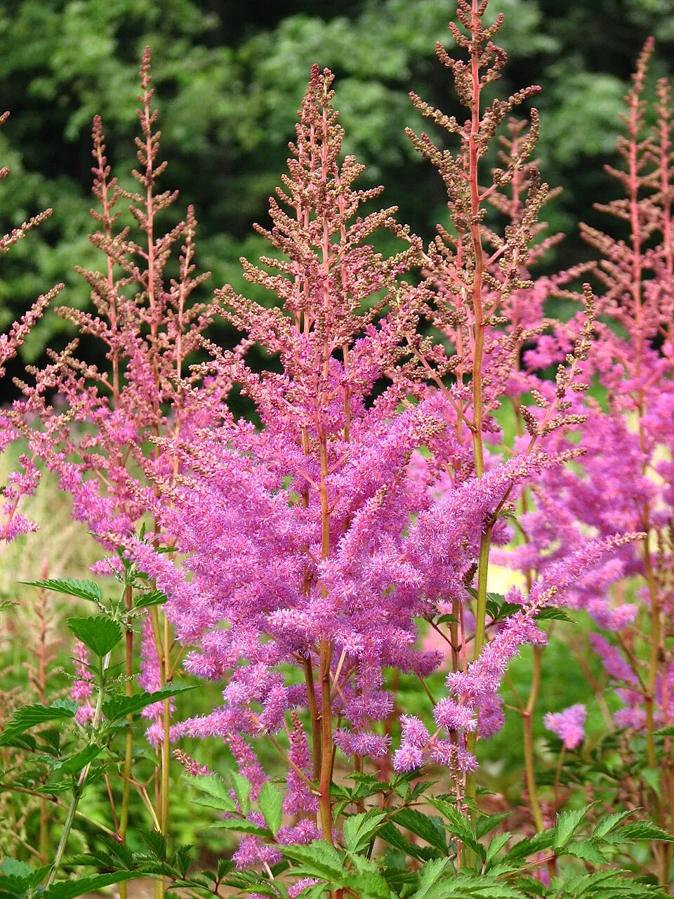 Tollbuga / Astilbe Younique 'Ruby Red'