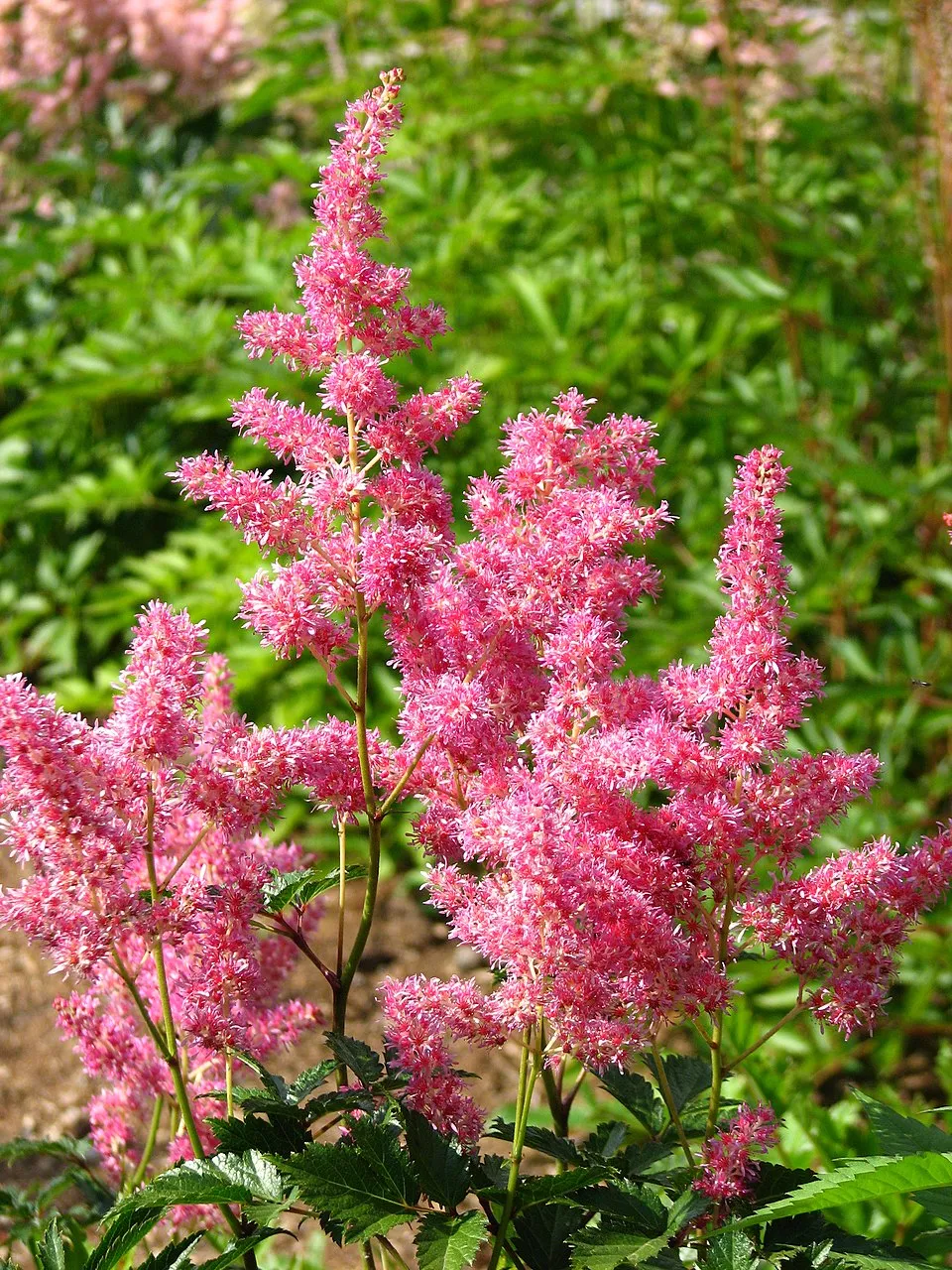 Tollbuga / Astilbe Younique 'Ruby Red'