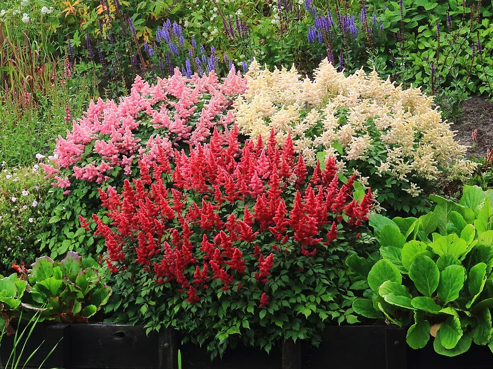 Tollbuga / Astilbe Younique 'Ruby Red'
