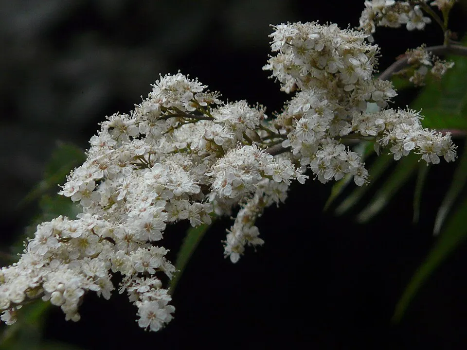 Tollbuga / Astilbe Younique 'Ruby Red'