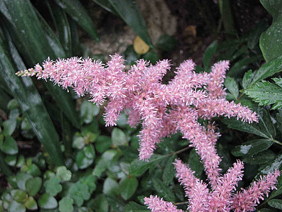 Tollbuga / Astilbe Younique 'Ruby Red'