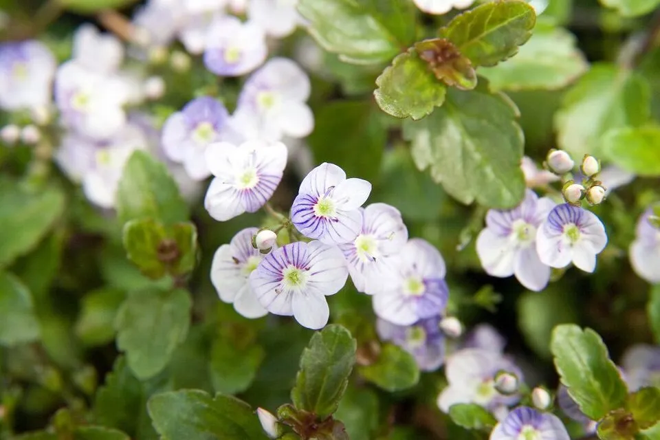 Veronika / Veronica 'Waterperry Blue'
