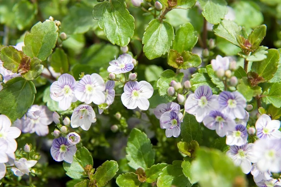 Veronika / Veronica 'Waterperry Blue'
