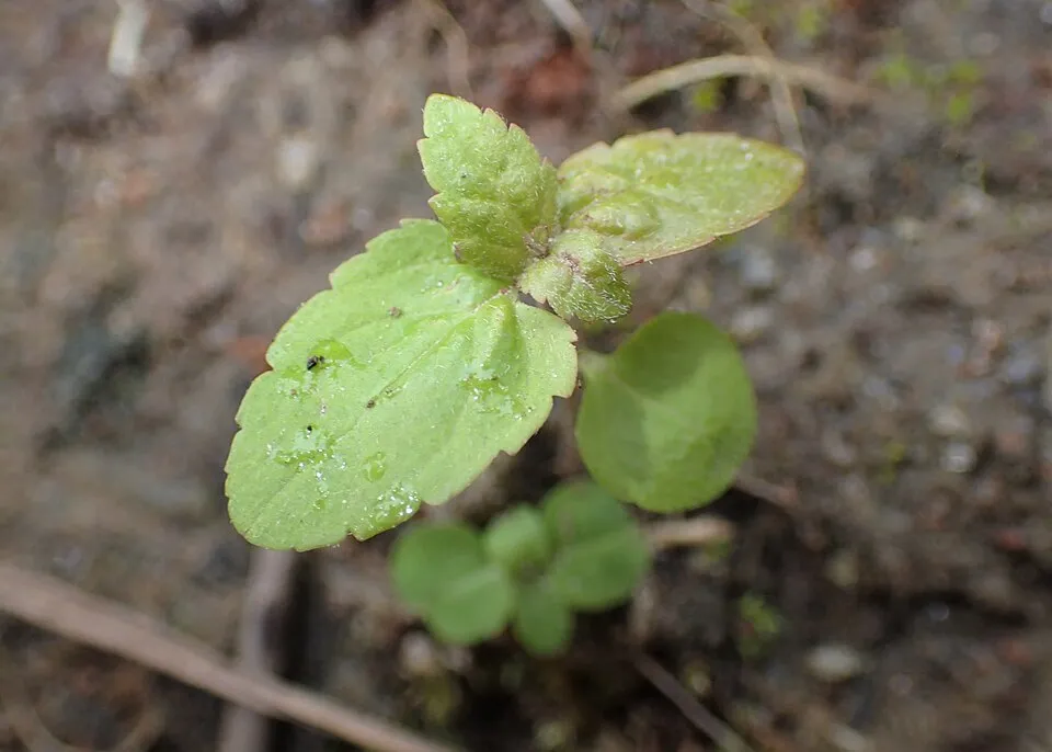 Hosszúlevelű veronika / Veronica longifolia 'First Love'