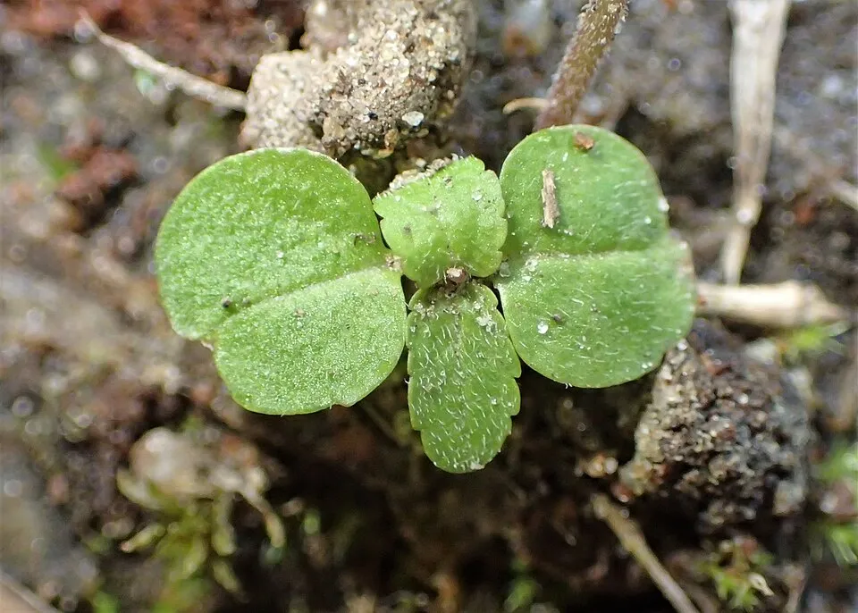 Hosszúlevelű veronika / Veronica longifolia 'First Love'