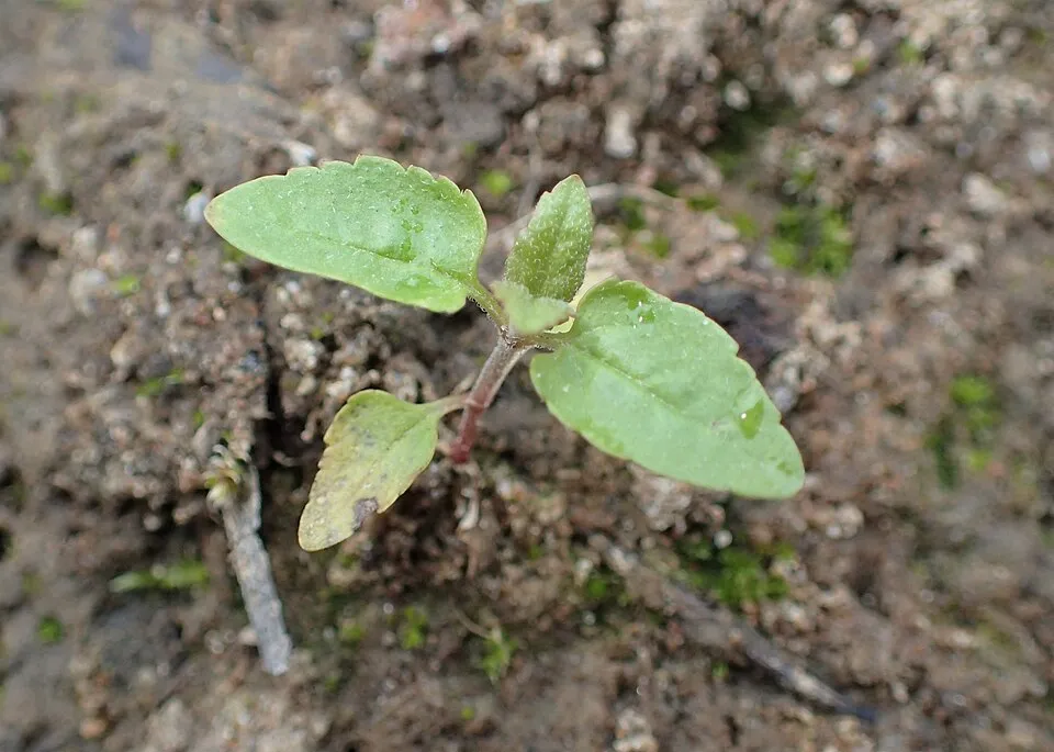 Hosszúlevelű veronika / Veronica longifolia 'First Love'