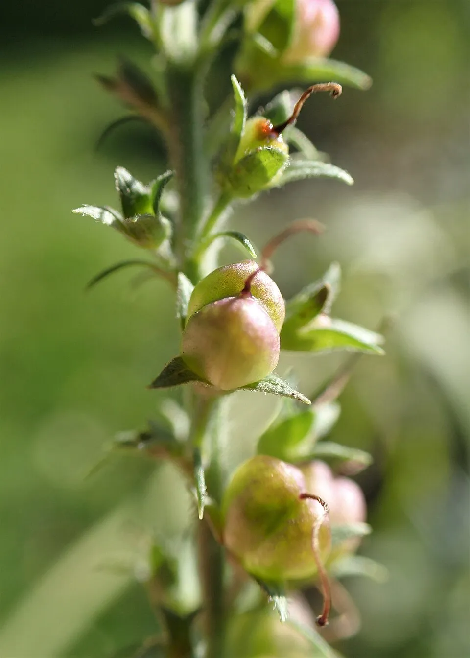 Hosszúlevelű veronika / Veronica longifolia 'First Love'
