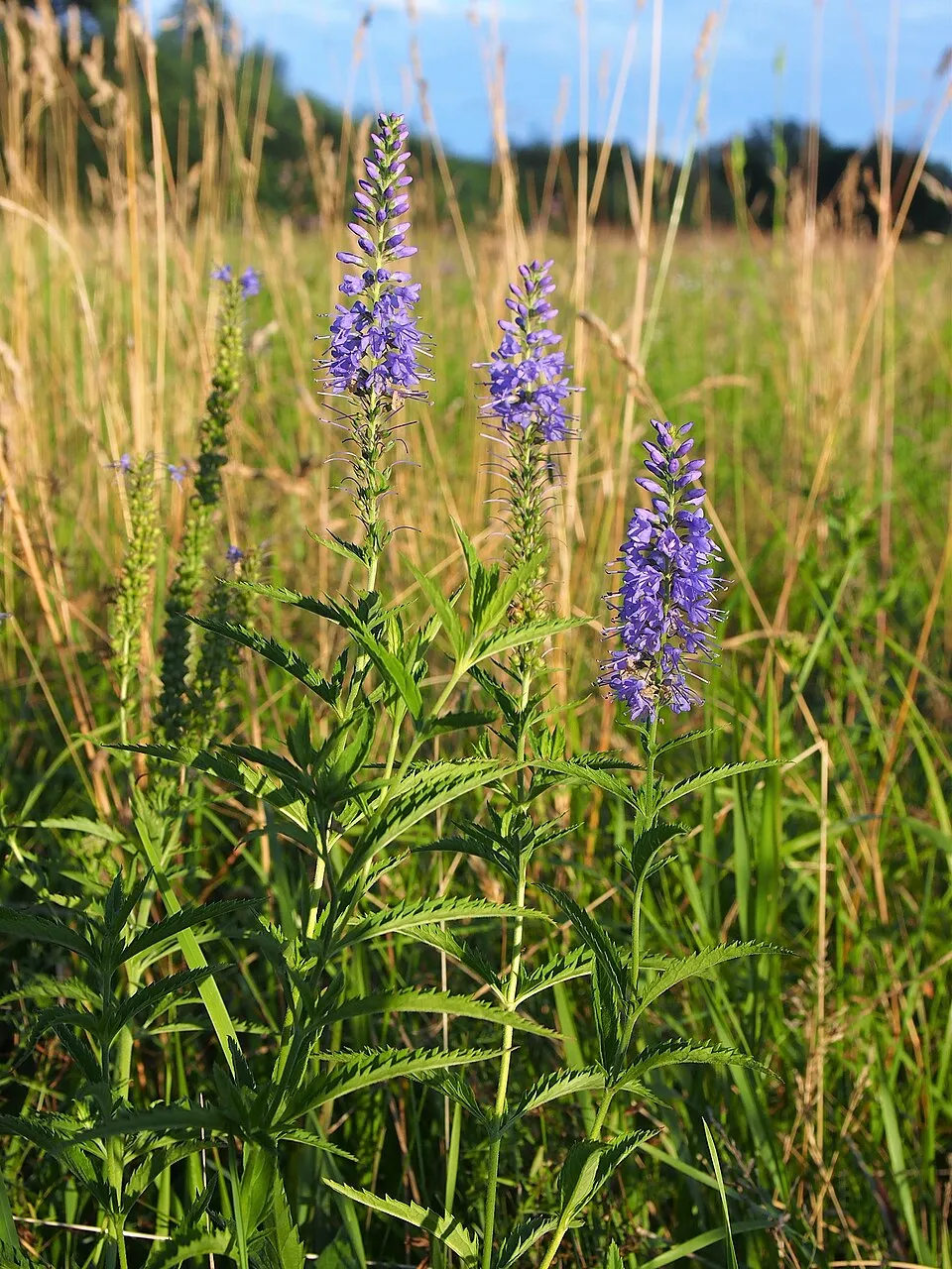 Hosszúlevelű veronika / Veronica longifolia 'First Love'