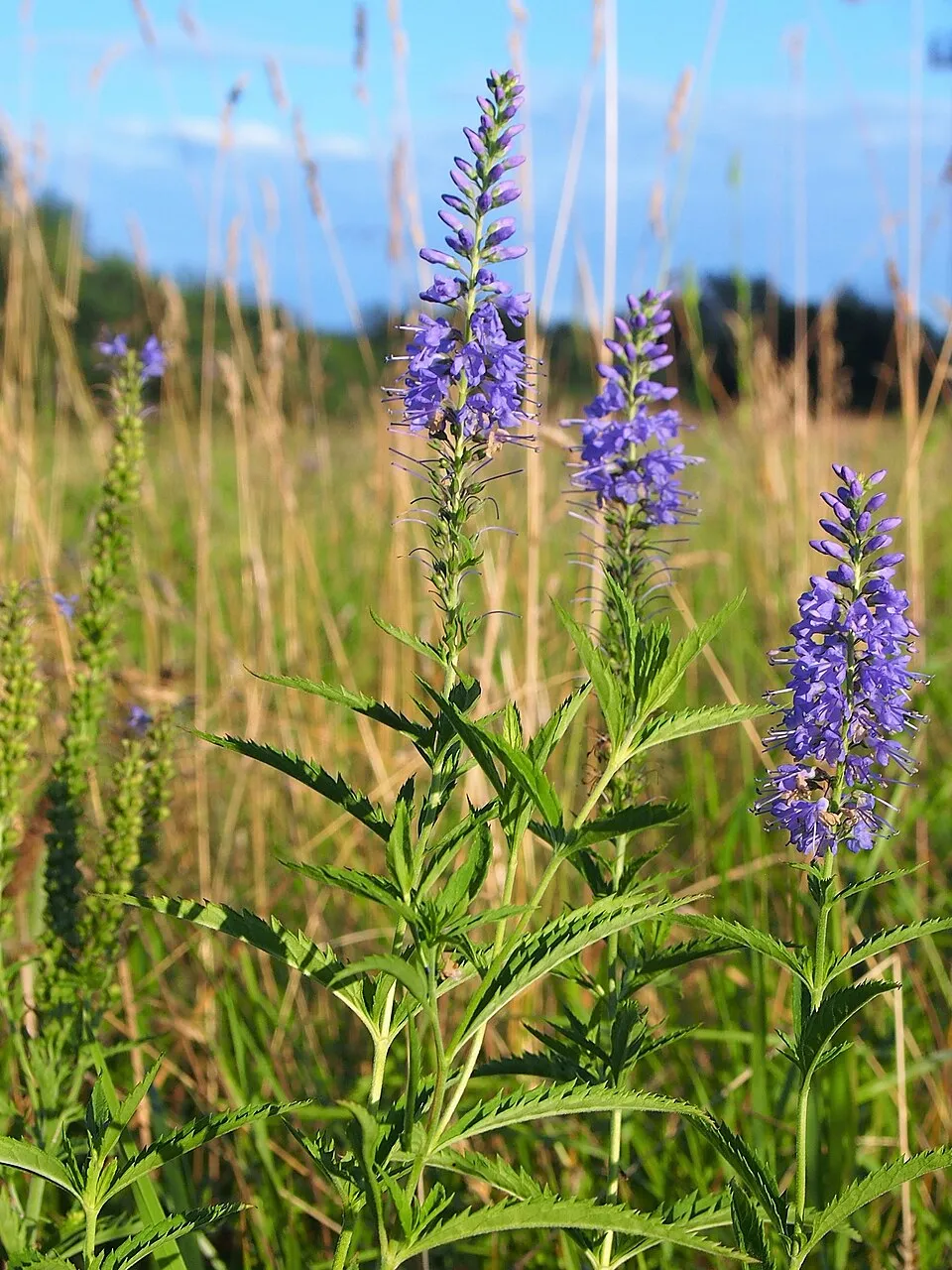 Hosszúlevelű veronika / Veronica longifolia 'First Love'