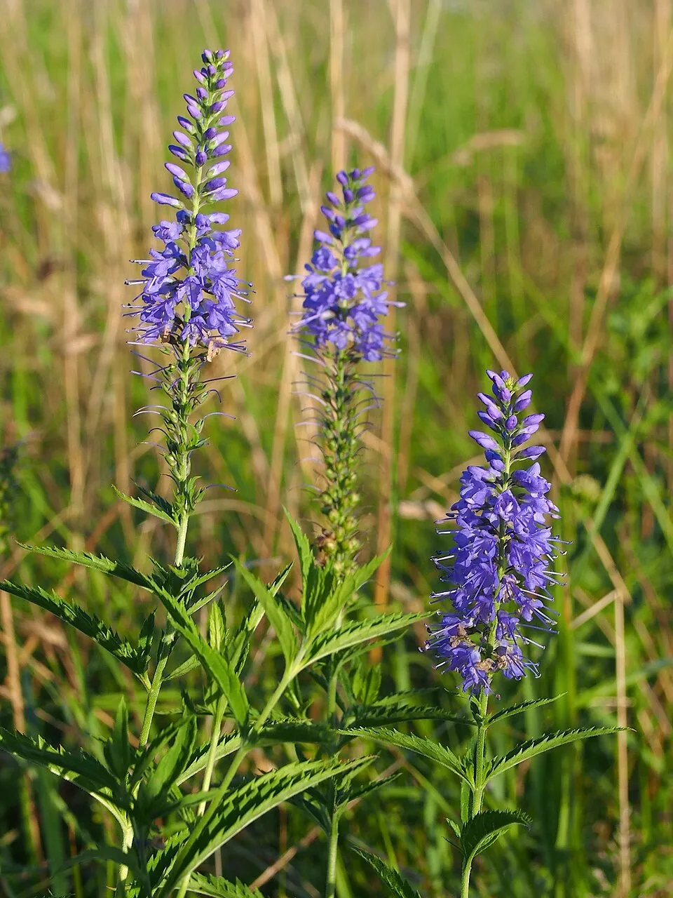 Veronika / Veronica longifolia SKYLER® 'Pink'