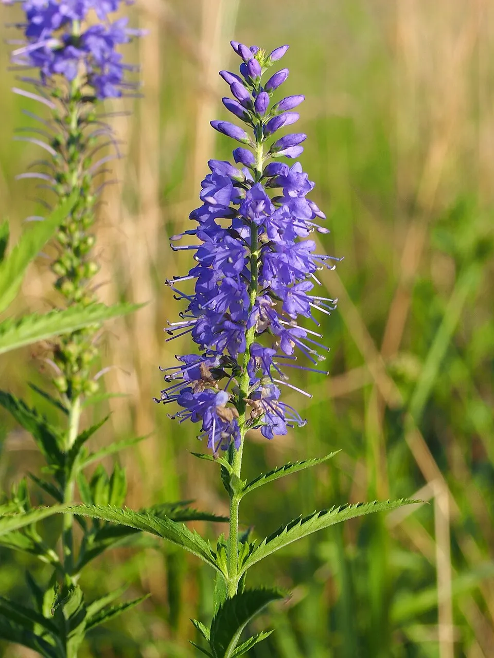 Veronika / Veronica longifolia SKYLER® 'Pink'