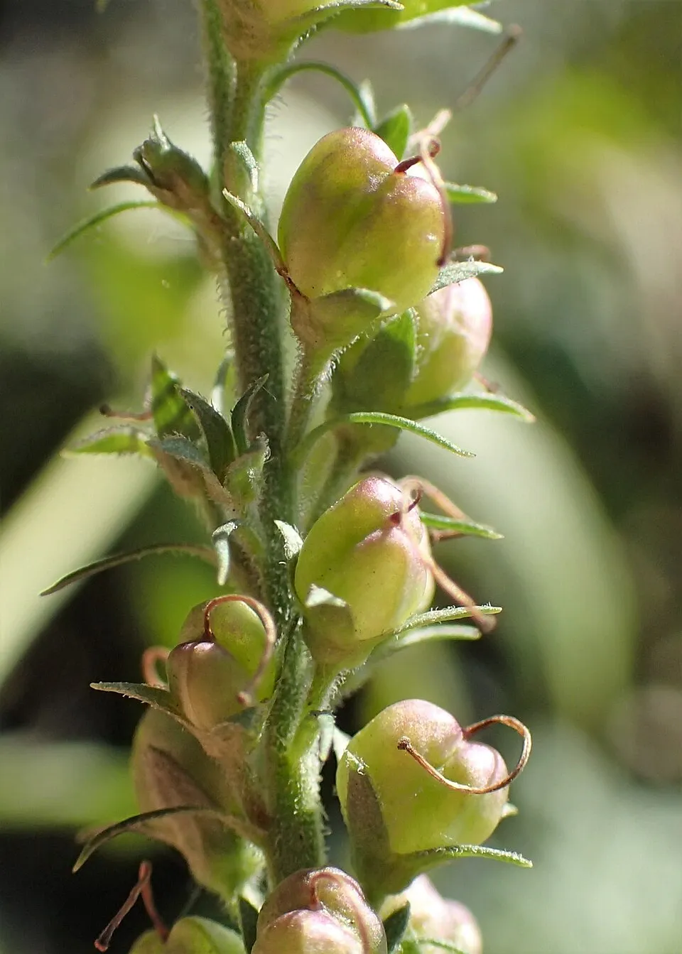Veronika / Veronica longifolia SKYLER® 'Pink'