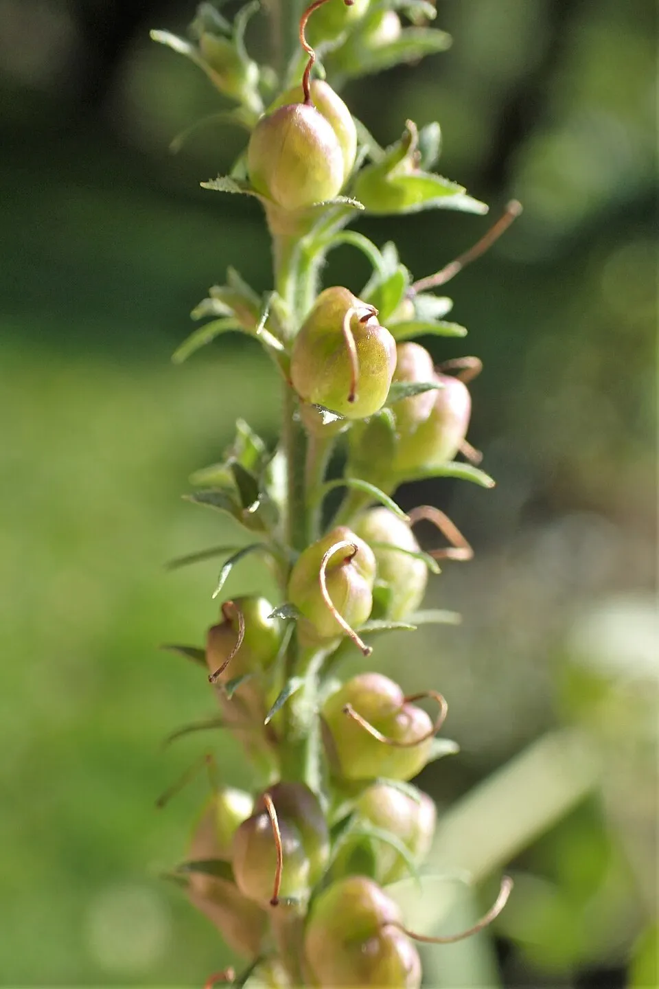 Veronika / Veronica longifolia SKYLER® 'Pink'