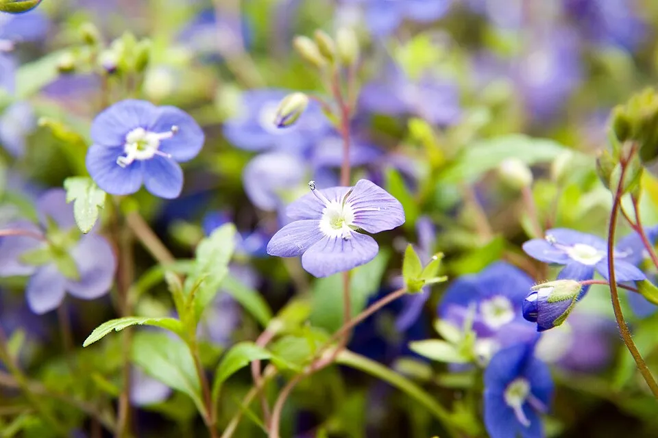 Kis-ázsiai Veronika / Veronica peduncularis (syn. umbrosa) 'Georgia Blue'