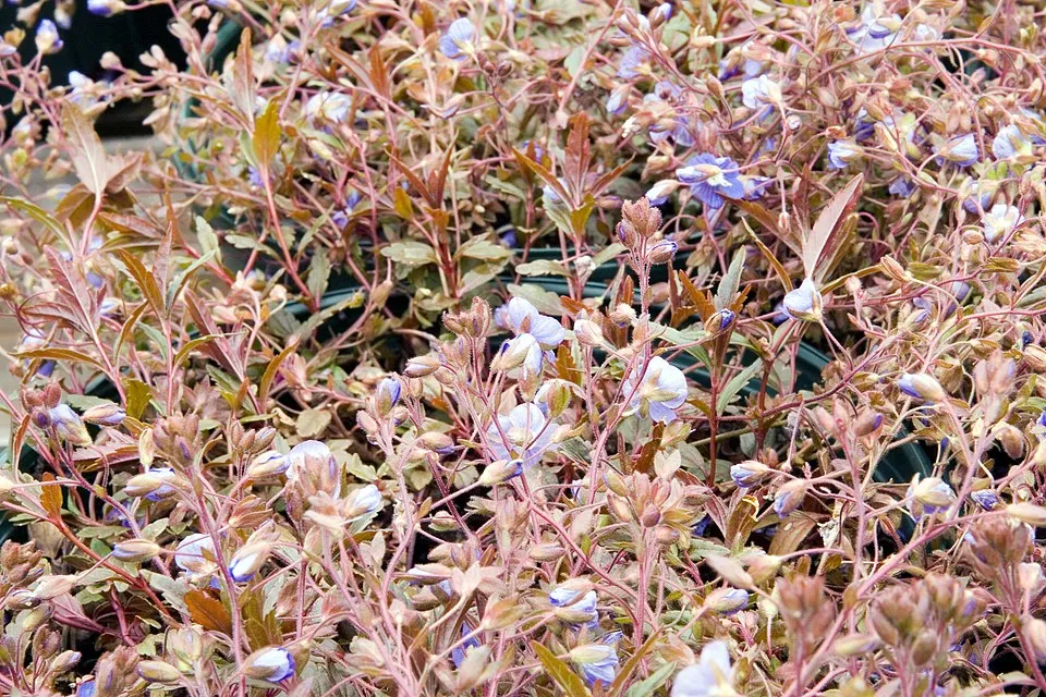 Kis-ázsiai Veronika / Veronica peduncularis (syn. umbrosa) 'Georgia Blue'