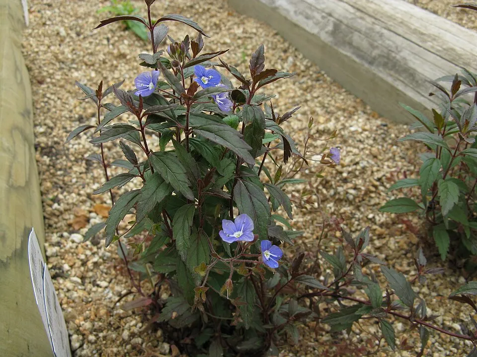 Kis-ázsiai Veronika / Veronica peduncularis (syn. umbrosa) 'Georgia Blue'