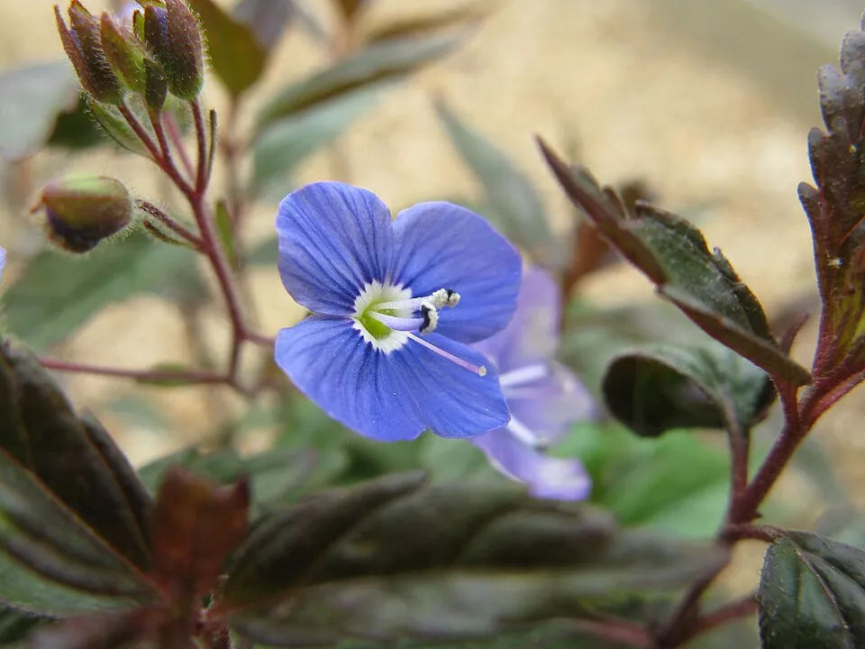 Kis-ázsiai Veronika / Veronica peduncularis (syn. umbrosa) 'Georgia Blue'