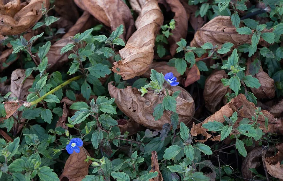 Kis-ázsiai Veronika / Veronica peduncularis (syn. umbrosa) 'Georgia Blue'