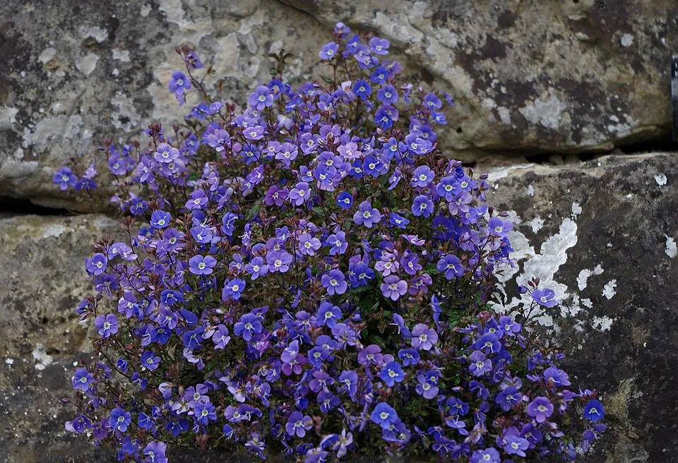 Kis-ázsiai Veronika / Veronica peduncularis (syn. umbrosa) 'Georgia Blue'