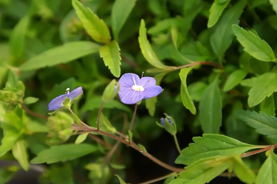 Kis-ázsiai Veronika / Veronica peduncularis (syn. umbrosa) 'Georgia Blue'