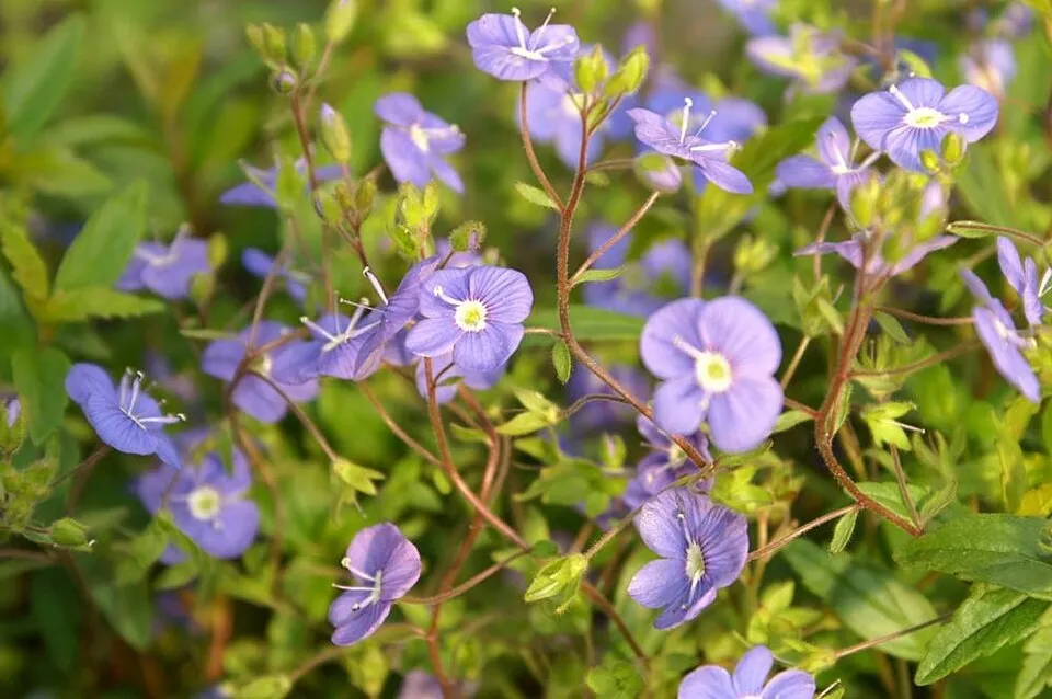 Kis-ázsiai Veronika / Veronica peduncularis (syn. umbrosa) 'Georgia Blue'