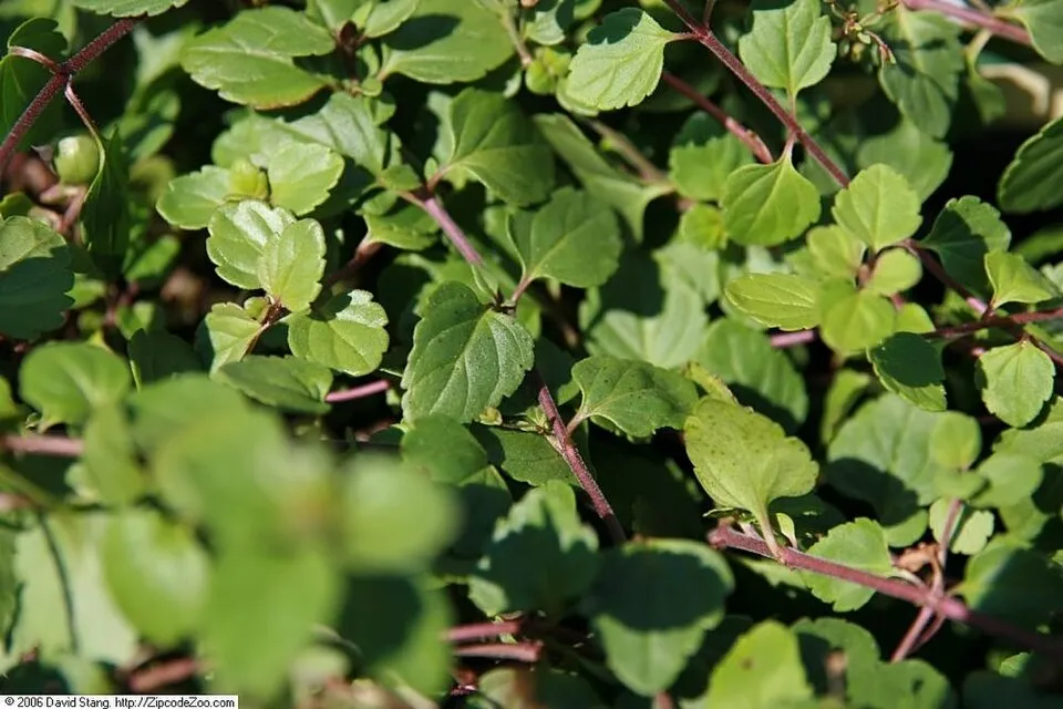 Kis-ázsiai Veronika / Veronica peduncularis (syn. umbrosa) 'Georgia Blue'