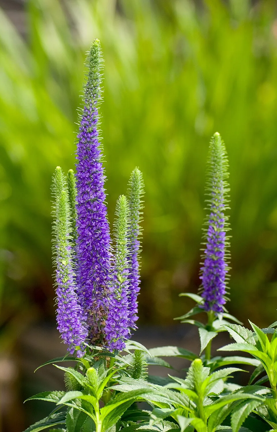 Macskafarkú veronika / Veronica spicata MOODY BLUES® 'Dark Pink'