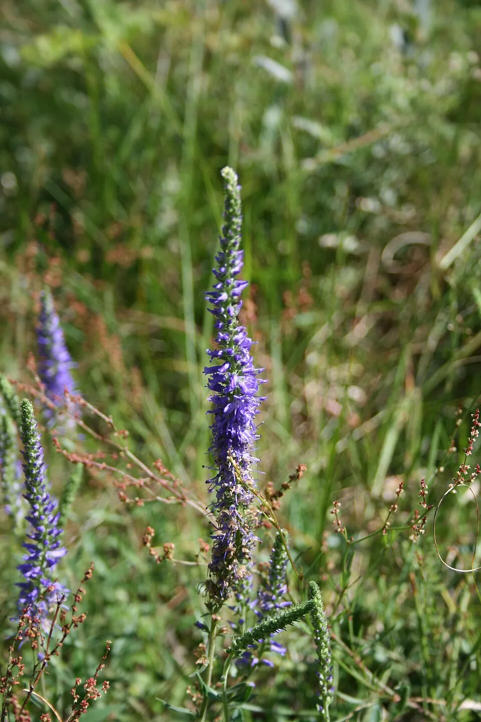 Macskafarkú veronika / Veronica spicata MOODY BLUES® 'Pink'