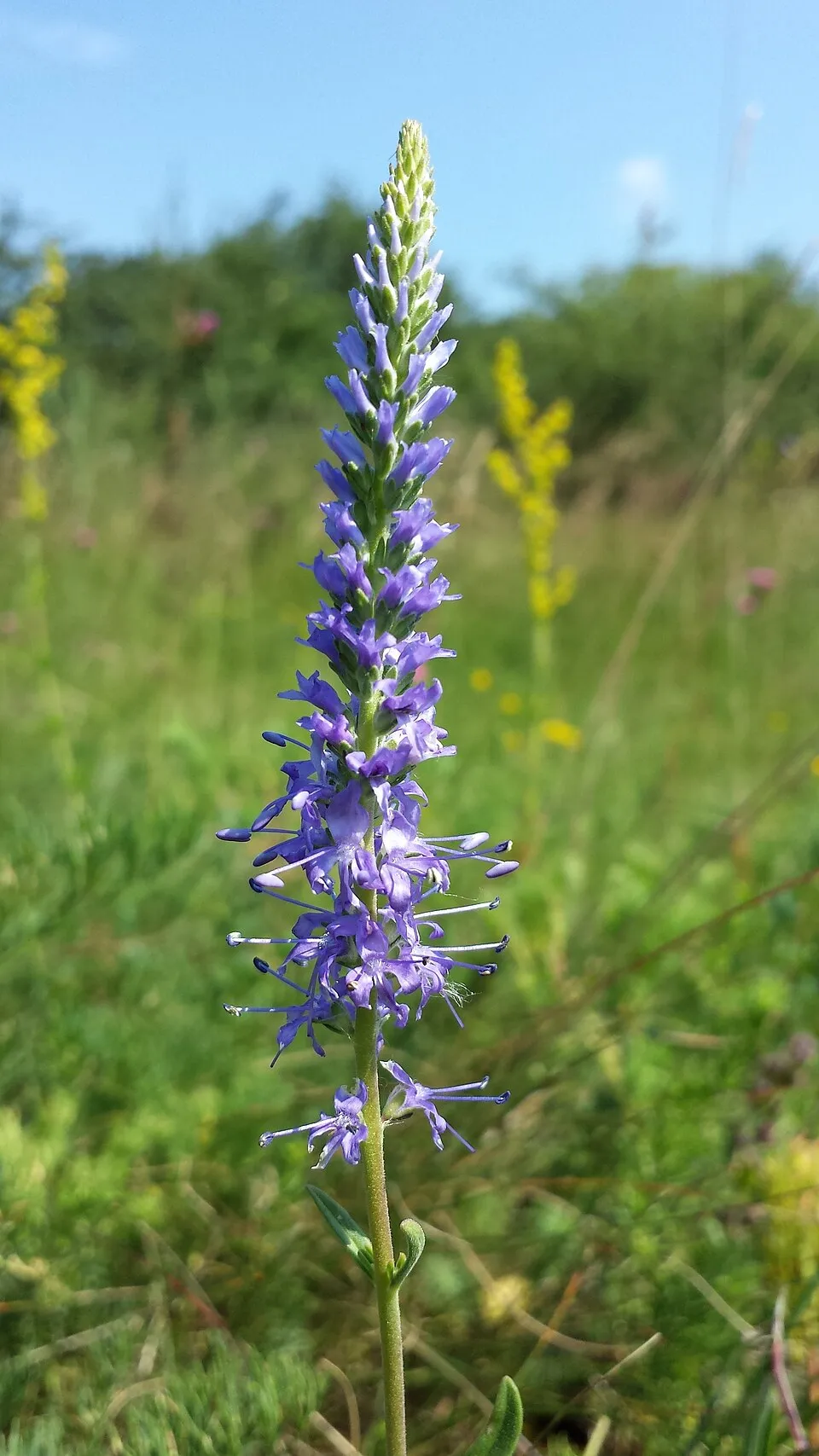 Macskafarkú veronika / Veronica spicata MOODY BLUES® 'White'