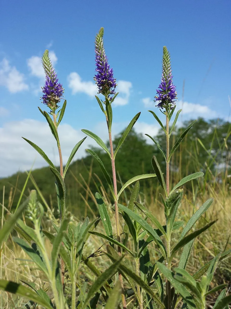 Macskafarkú veronika / Veronica spicata MOODY BLUES® 'White'