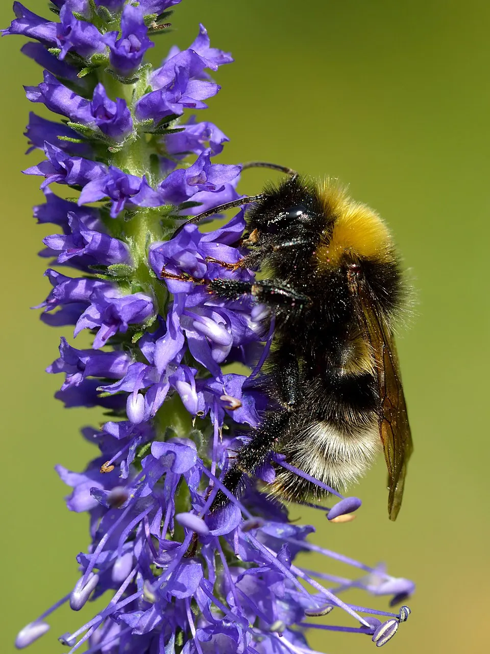 Macskafarkú veronika / Veronica spicata MOODY BLUES® 'White'