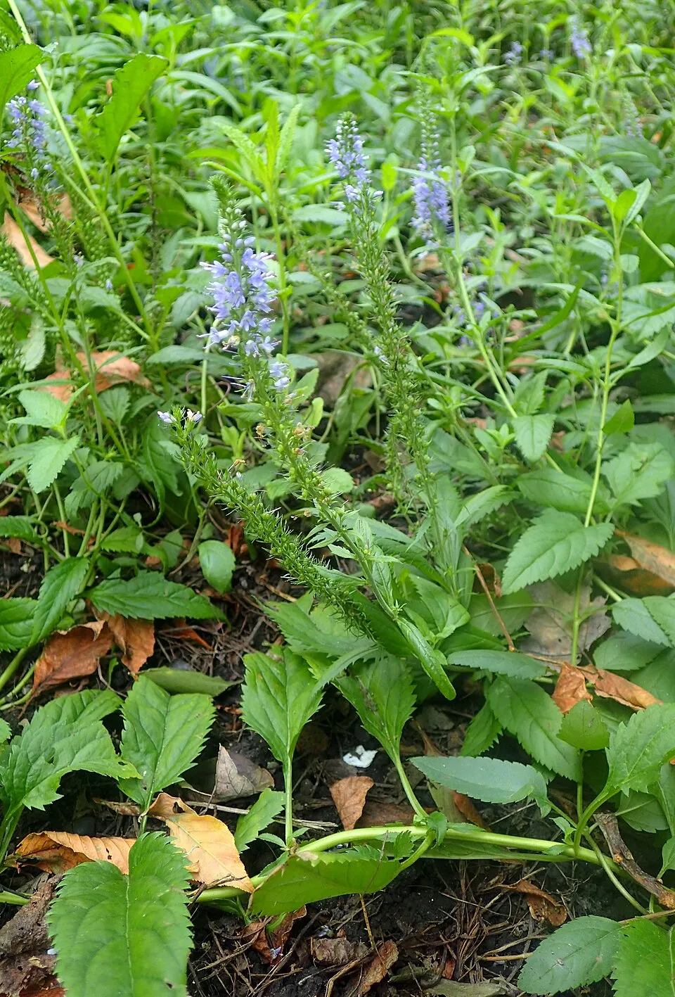 Szibériai veronika / Veronicastrum sibiricum 'Amethyst'