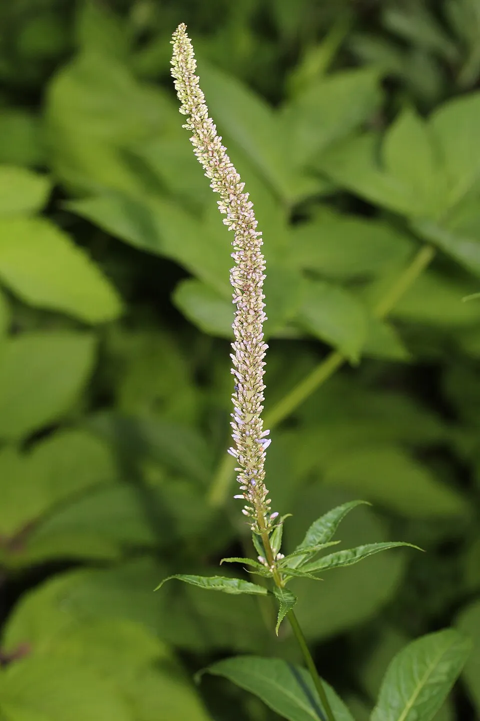 Szibériai veronika / Veronicastrum sibiricum 'Amethyst'