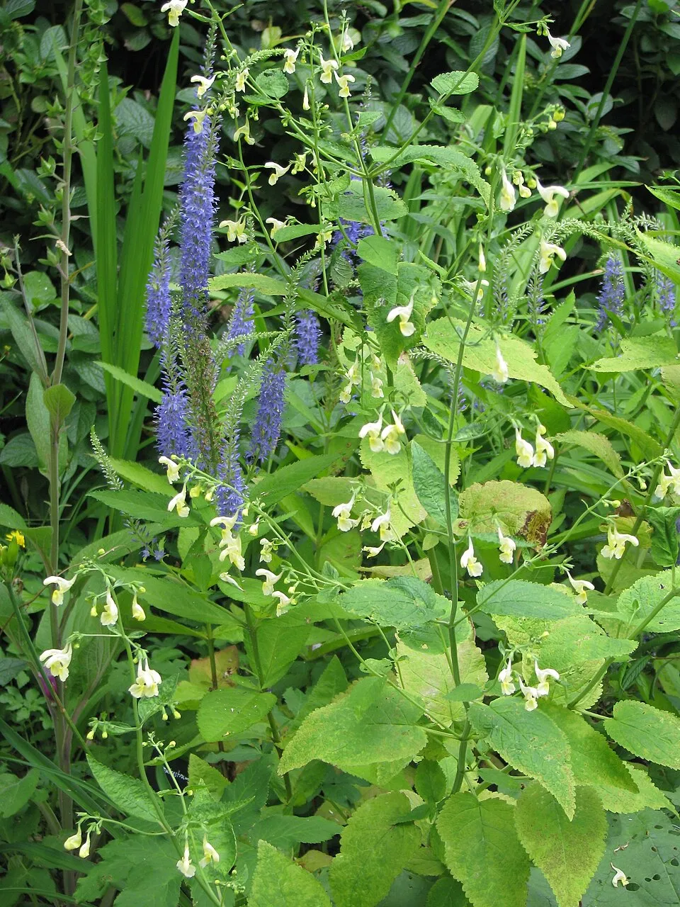 Szibériai veronika / Veronicastrum sibiricum 'Amethyst'