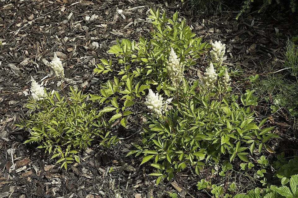 Japán tollbuga / Astilbe japonica 'Deutschland'