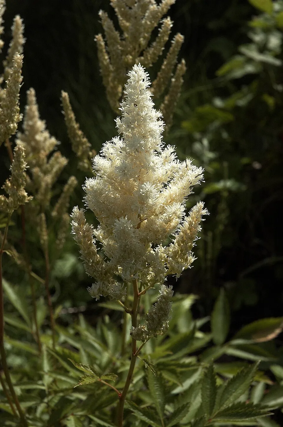 Japán tollbuga / Astilbe japonica 'Deutschland'