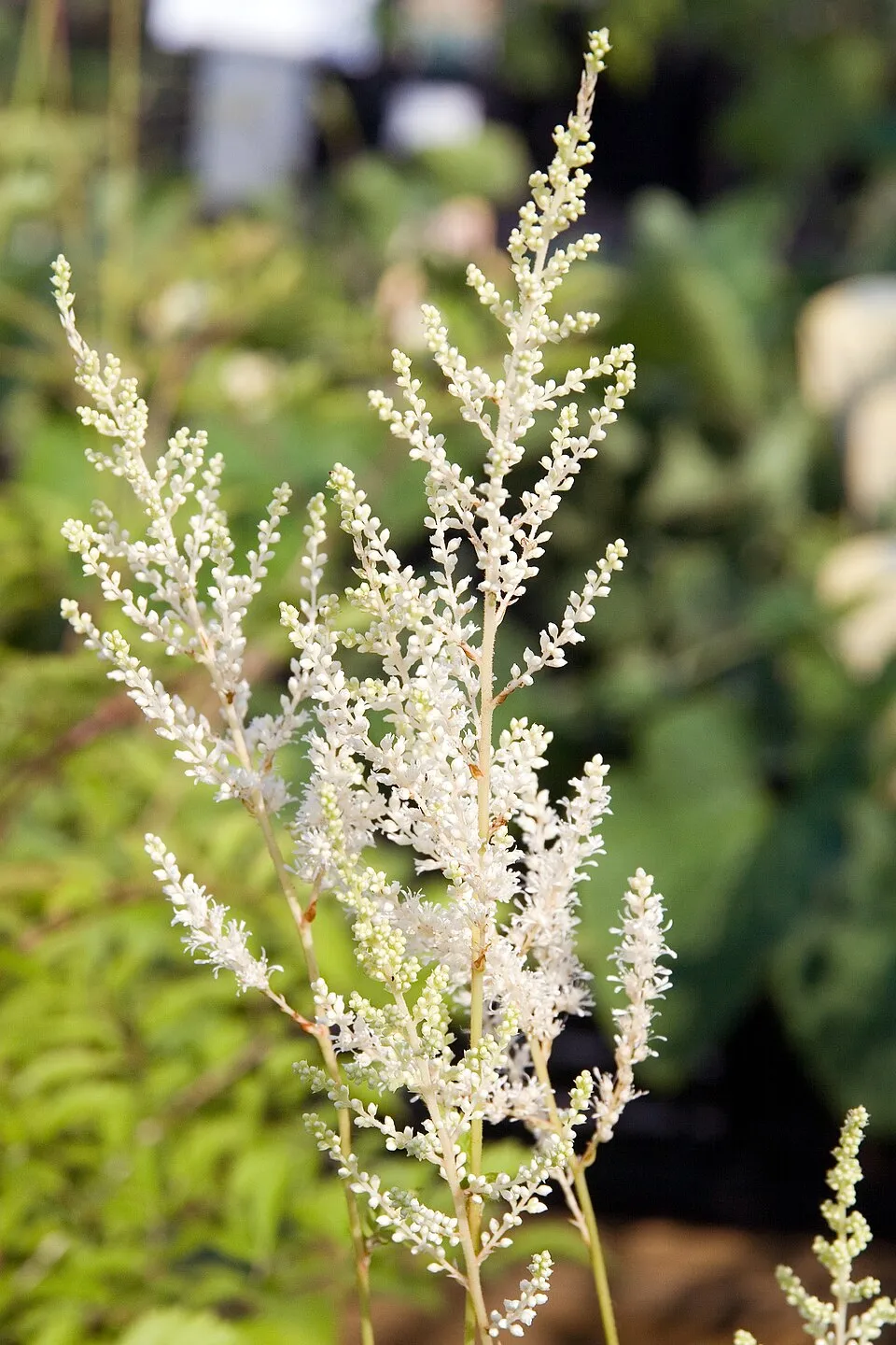 Japán tollbuga / Astilbe japonica 'Deutschland'