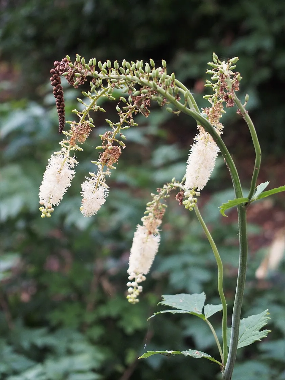 Füzéres poloskavész / Actaea (syn. Cimicifuga) simplex 'James Compton'